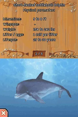 Dolphin Island: Underwater Adventures gameplay screenshot on DS